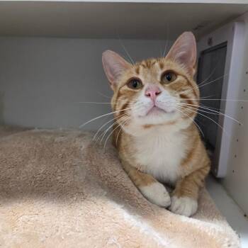 Tigger -  Domestic Short Hair Cat for Adoption in North Battleford, Saskatchewan - Tigger | PetCurious