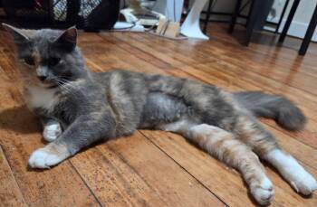 Michee -  Domestic Medium Hair Cat for Adoption in Battle Ground, Washington - Michee | PetCurious