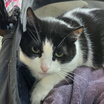 Rescue Domestic Medium Hair Cats for Adoption in Barnstable, Massachusetts - FLORA | PetCurious