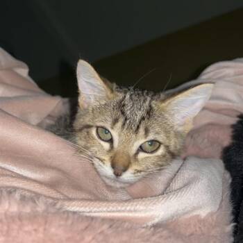 FELICIA -  Domestic Short Hair Cat for Adoption in San Antonio, Texas - FELICIA | PetCurious