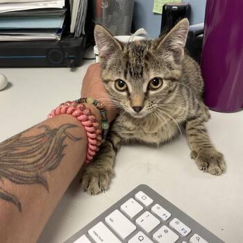 Domestic Short Hair Cats Available for Adoption in Saint Joseph, Missouri - Sprite | PetCurious