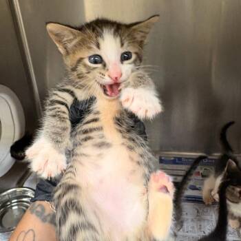 Roman -  Domestic Short Hair Cat for Adoption in Mocksville, North Carolina - Roman | PetCurious
