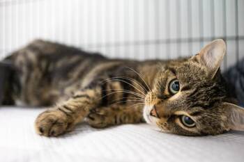Bonita -  Domestic Short Hair Cat for Adoption in North Haven, Connecticut - Bonita | PetCurious
