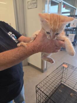 Carter -  Domestic Short Hair Cat Available for Adoption in Bossier City, Louisiana - Carter | PetCurious