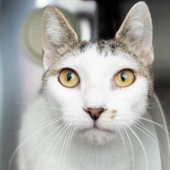 Domestic Short Hair Cats Available for Adoption - Garland | PetCurious