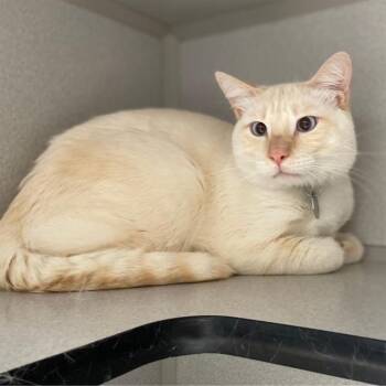 CALCIFER -  Domestic Short Hair Cat for Adoption in Aurora, Colorado - CALCIFER | PetCurious