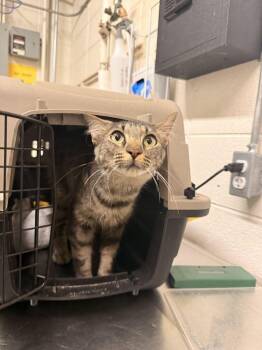 Buffy -  Domestic Short Hair Cat for Adoption in Fruit Heights, Utah - Buffy | PetCurious