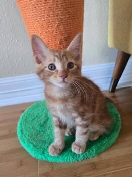 Domestic Short Hair Cats Available for Adoption in Houston, Texas - Homer | PetCurious