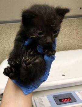 ACE -  Domestic Short Hair Cat for Adoption in Riverside, California - ACE | PetCurious