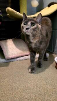 Rescue Domestic Short Hair Cats for Adoption in Smithtown, New York - Martha | PetCurious