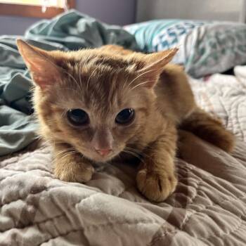 Lava Stray-13347 -  Domestic Short Hair Cat for Adoption in Volcano, Hawaii - Lava Stray-13347 | PetCurious