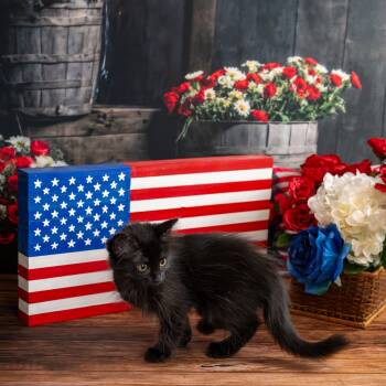 Lainey -  Domestic Long Hair Cat for Adoption in Lapeer, Michigan - Lainey | PetCurious