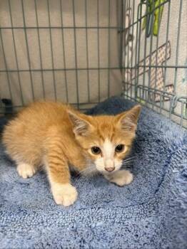 Bodhi -  Domestic Short Hair Cat for Adoption in Gainesville, Florida - Bodhi | PetCurious