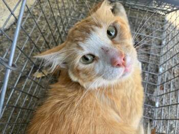 BASE LINE 1 -  Domestic Medium Hair Cat for Adoption in Rancho Cucamonga, California - BASE LINE 1 | PetCurious