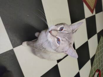 Rescue Siamese Cats for Adoption in Nicholson, Pennsylvania - Theodore | PetCurious