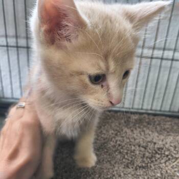Sam -  Domestic Short Hair Cat Available for Adoption in Moses Lake, Washington - Sam | PetCurious