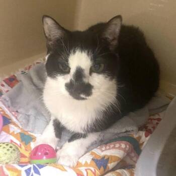 Miss Kitty -  Domestic Short Hair Cat for Adoption in Elyria, Ohio - Miss Kitty | PetCurious