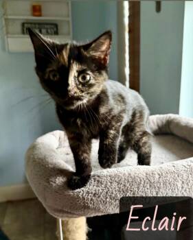 Eclair -  Domestic Short Hair Cat for Adoption in Englewood, Florida - Eclair | PetCurious