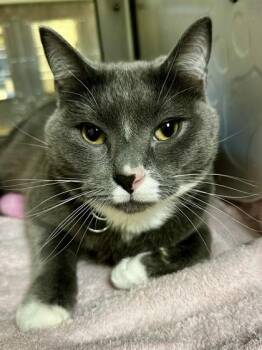 Domestic Short Hair Cats Available for Adoption - Equation Of None | PetCurious