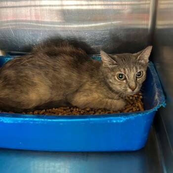 Charlotte -  Domestic Short Hair Cat for Adoption in Madill, Oklahoma - Charlotte | PetCurious