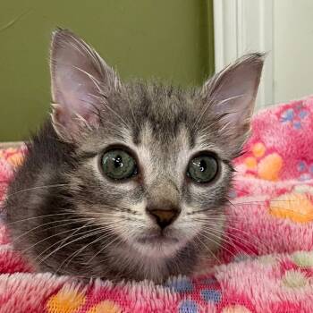 Rescue Domestic Medium Hair Cats for Adoption in Lantana, Texas - Dahlia | PetCurious