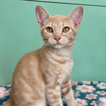 Flo -  Domestic Short Hair Cat for Adoption in Pontiac, Michigan - Flo | PetCurious