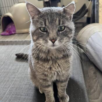 Gary Lee -  Domestic Short Hair Cat for Adoption in Spencer, Iowa - Gary Lee | PetCurious
