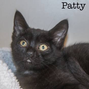 Rescue Domestic Short Hair Cats for Adoption in Groveland, Massachusetts - Patty | PetCurious