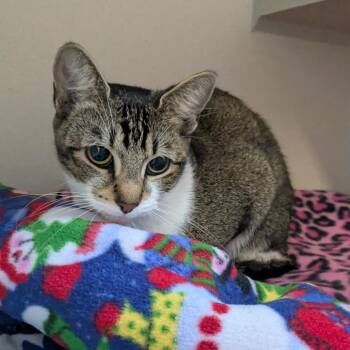 Domestic Short Hair Cats Available for Adoption in Providence, Rhode Island - Prescott | PetCurious