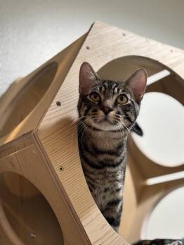 Tabby and Domestic Short Hair Cats Available for Adoption - Ezra Sosa | PetCurious
