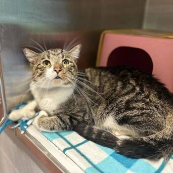 Biscuit -  Domestic Short Hair Cat for Adoption in Madison, Wisconsin - Biscuit | PetCurious