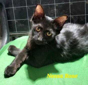 Rescue Domestic Short Hair Cats for Adoption in Castro Valley, California - Nessa Rose (& Elphaba) | PetCurious