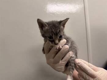 WHITE COLLAR - IN FOSTER -  Domestic Short Hair Cat for Adoption in Ontario, California - WHITE COLLAR - IN FOSTER | PetCurious