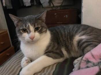 Rescue Domestic Short Hair Cats for Adoption in Rochelle Park, New Jersey - Tiny | PetCurious