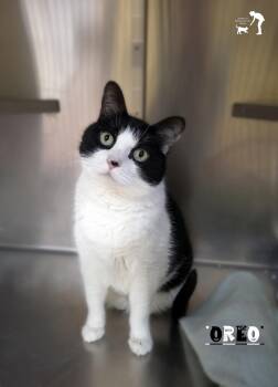 Rescue Domestic Short Hair Cats for Adoption in Centerville, Utah - Oreo | PetCurious