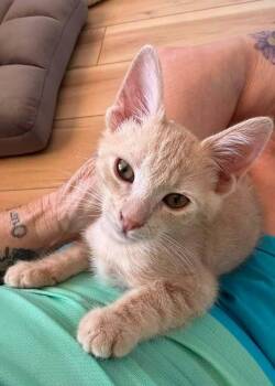Jethro Tull -  Domestic Short Hair Cat for Adoption in Tucson, Arizona - Jethro Tull | PetCurious
