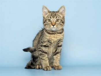 ROCKET -  Domestic Short Hair Cat for Adoption in Phoenix, Arizona - ROCKET | PetCurious