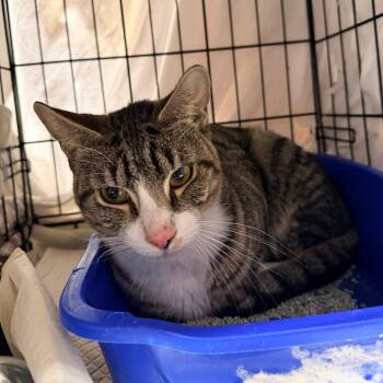 Domestic Short Hair Cats Available for Adoption - Cinnabon | PetCurious