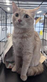 Domestic Short Hair Cats Available for Adoption in West Chester, Pennsylvania - Duckie | PetCurious