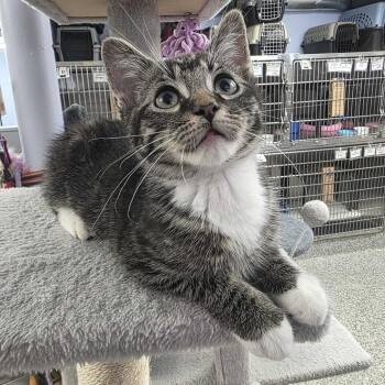 Cooper -  Domestic Short Hair Cat for Adoption in Falls Church, Virginia - Cooper | PetCurious