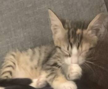 Empanada - Snack Pack -  Tortoiseshell Cat for Adoption in Anthem, Arizona - Empanada - Snack Pack | PetCurious
