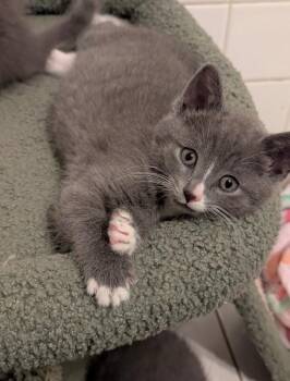 Domestic Medium Hair Cats Available for Adoption in North Babylon, New York - Blueberry | PetCurious