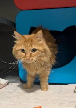 Domestic Medium Hair Cats Available for Adoption in Leesburg, Virginia - FOXY | PetCurious