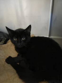Filly -  Domestic Short Hair Cat for Adoption in Salmon, Idaho - Filly | PetCurious