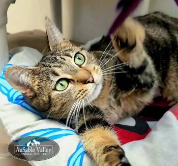 Domestic Short Hair Cats Available for Adoption - Desiree | PetCurious