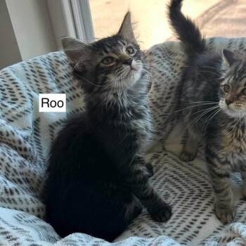 Roo -  Domestic Medium Hair Cat for Adoption in Madison, Wisconsin - Roo | PetCurious