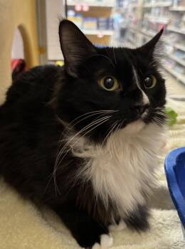 Domestic Medium Hair Cats Available for Adoption in Phoenix, Arizona - London | PetCurious