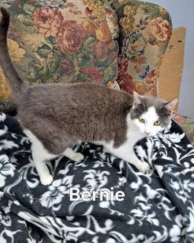Bernie -  Domestic Short Hair Cat Available for Adoption in Plattsburgh, New York - Bernie | PetCurious
