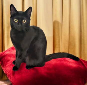 Rescue Domestic Short Hair Cats for Adoption in Camden, South Carolina - Owlet (Available For Pre-adoption) | PetCurious