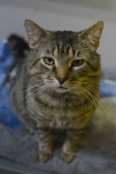 Rescue Domestic Short Hair Cats for Adoption in Montreal, Quebec - Pruneau | PetCurious